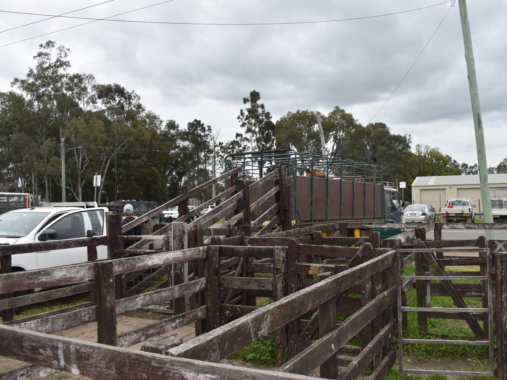 Cows arrive at Pig and Calf (Photo: Michael Hudson/ Warwick Daily News)