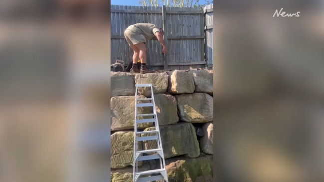 Snake catcher removes large brown snake from Ipswich backyard