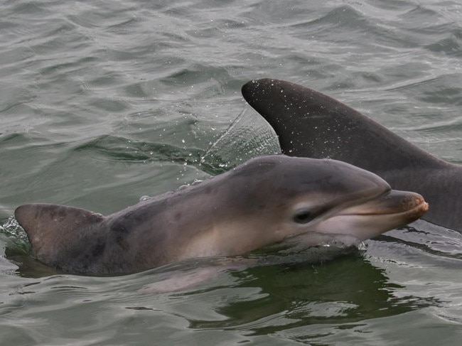 Dolphin calf Holly, who was found dead from a suspected boat strike early last year.M Picture: Marianna Boorman.