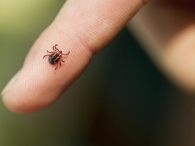 The hot, dry spring weather could be helping to reduce the number of people being bitten by ticks