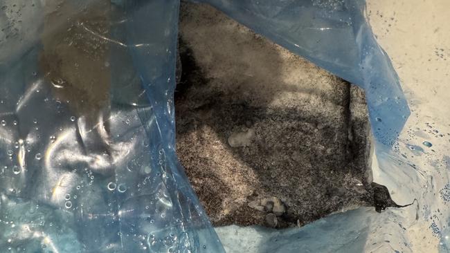The chicken tenders were so decayed they were unrecognisable. Picture: supplied.