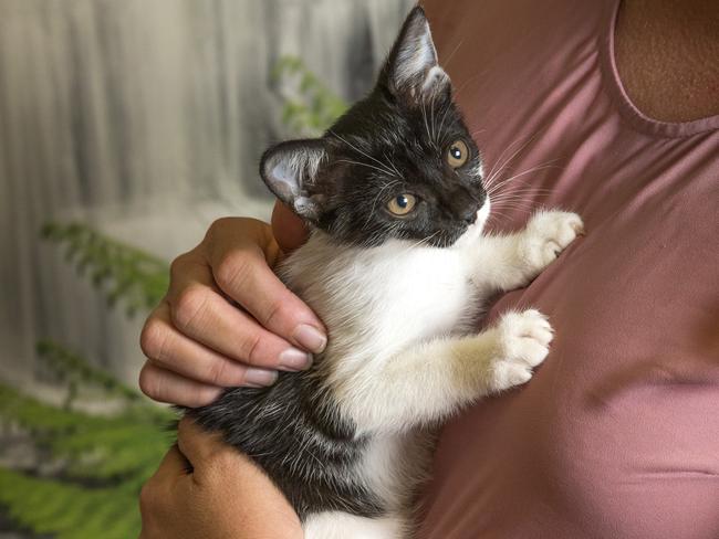 Kittens and puppies are morem sensitive to fluid loss. Picture: AAP Image/Richard Walker