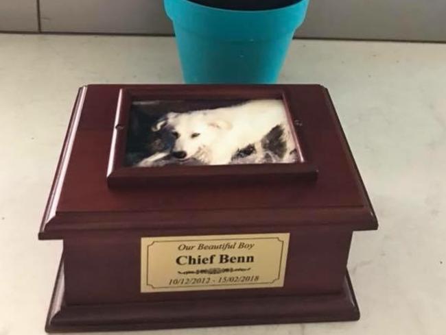 The ashes of Maremma Sheepdog Chief whose death has been linked to Advanced Dermocare dog food.