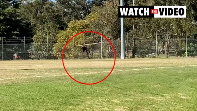 Deer crashes NRL training session