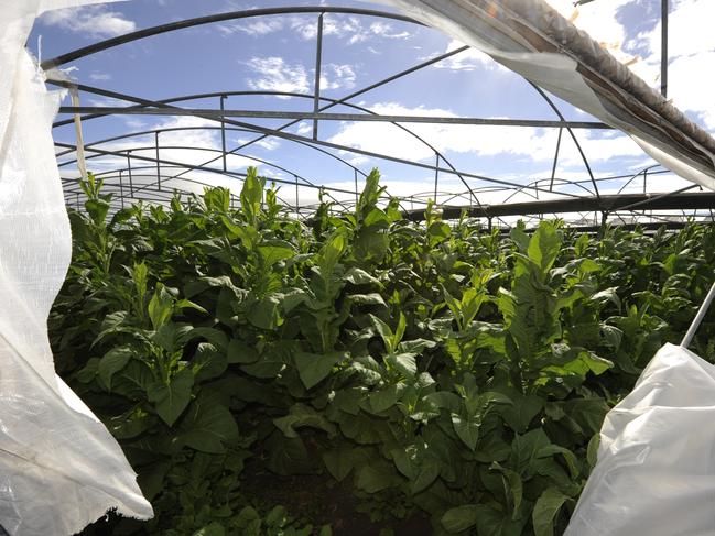 drug raids at moorabool on illegal tobacco crops