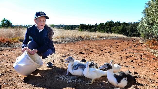 Anne Beaty who breeds and shows her prize poultry with Muscovy ducks. Picture: Nicki Connolly