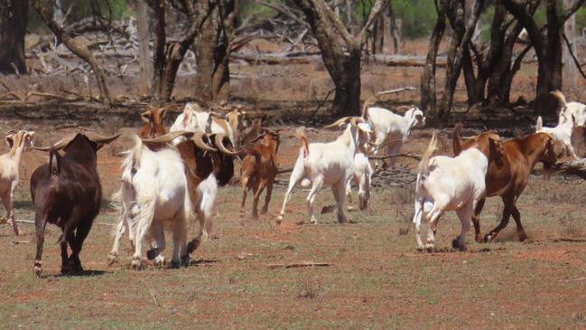 The stations were offered for sale with 10,000 rangeland composite goats and 1000 white dorper-ultra white ewes, but were sold on a bare basis.