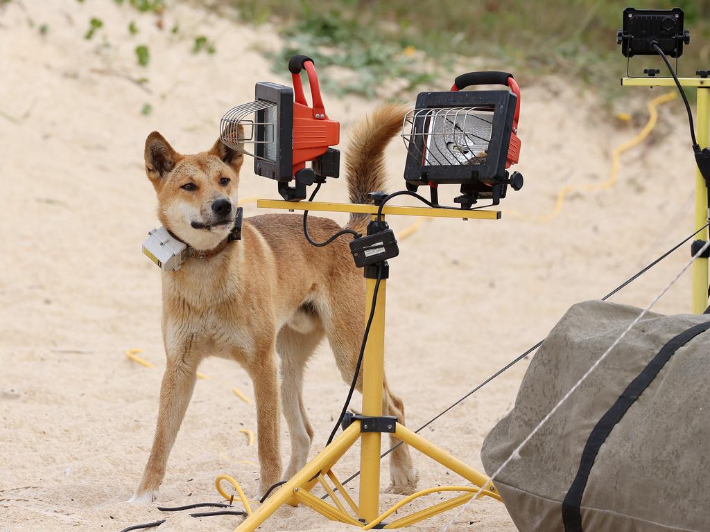 A brazen dingo prowling an Eli camp site, K’gari. Picture: Liam Kidston