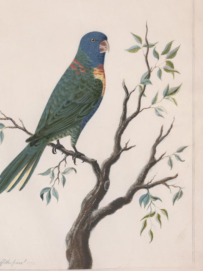 A sketch of a rainbow lorikeet that Cook took back to England.