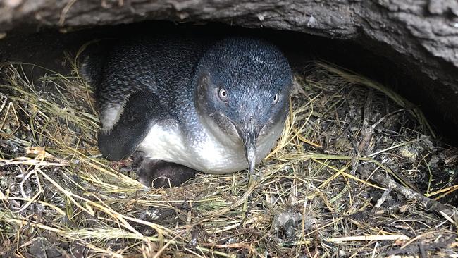 Bicheno little Penguins killed by dogs. Picture: Supplied