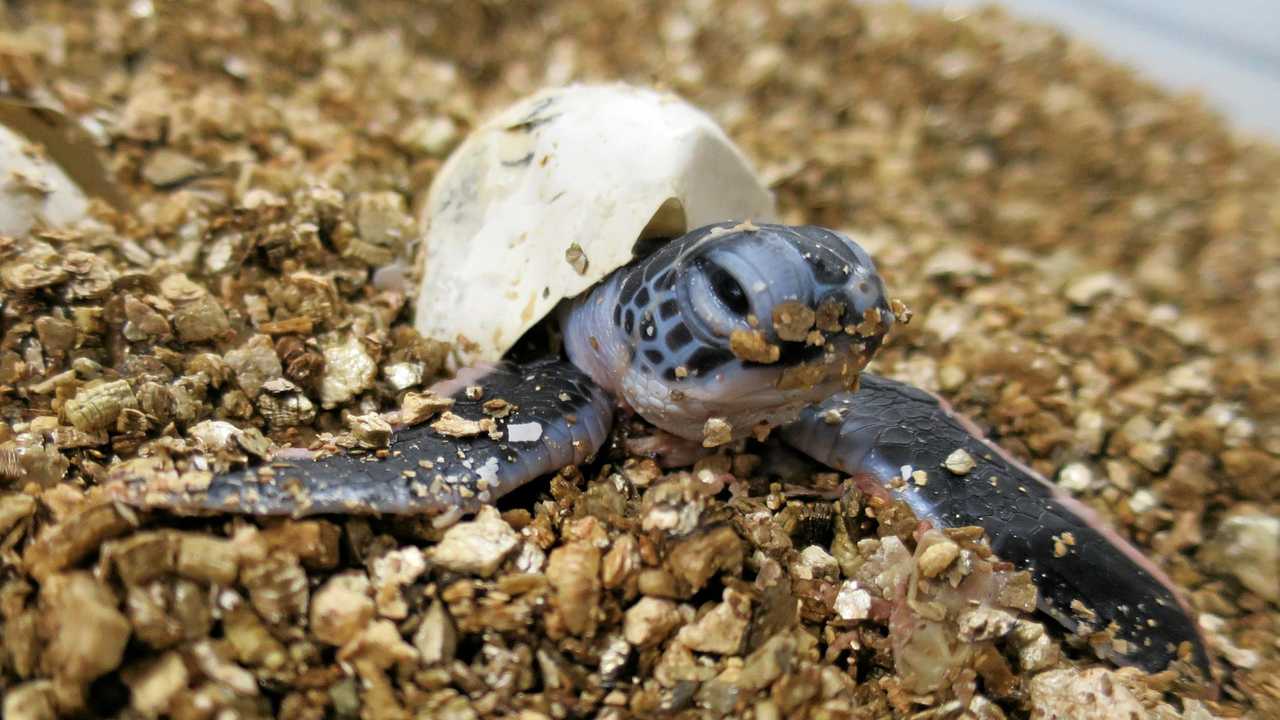 A tale of two turtles, one good and one sad | Daily Telegraph