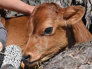 Ngaio Miller always wanted to adopt a cow. But, thanks to rescue organisation Til The Cows Come Home, she can now save hundreds through their foster carer program. Picture: Jenna Thompson