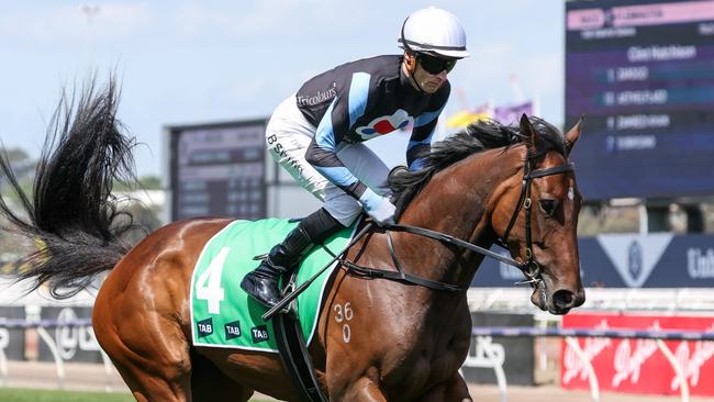 Harlow Mist on the way to the barriers prior to the running of the Wakeful Stakes at Flemington last Saturday. Picture: George Sal / Racing Photos