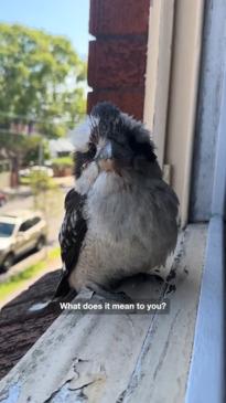 Aussie woman becomes besties with a kookaburra