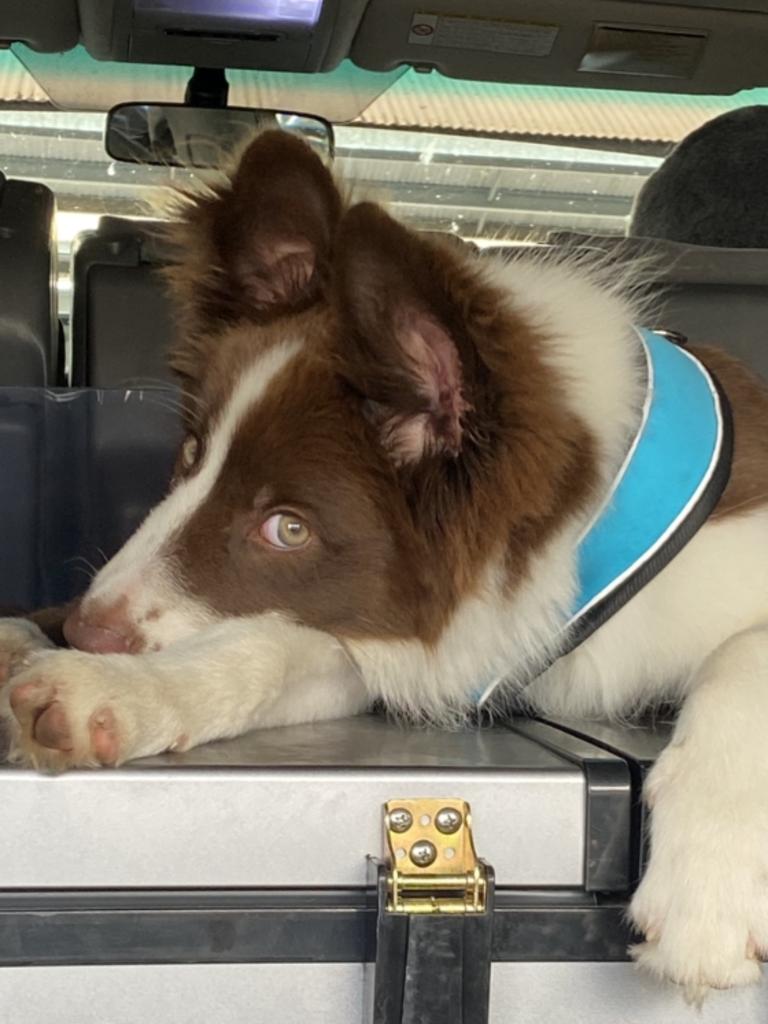 Marley Azdemez – Marley is a 4-month-old chocolate and white purebred border collie, he’s boisterous but we love him.