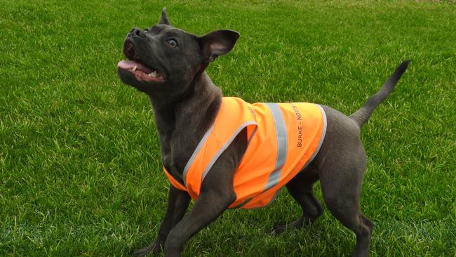 Billie donned her hi vis vest to check out the progress on a new dog park at Noble Park.