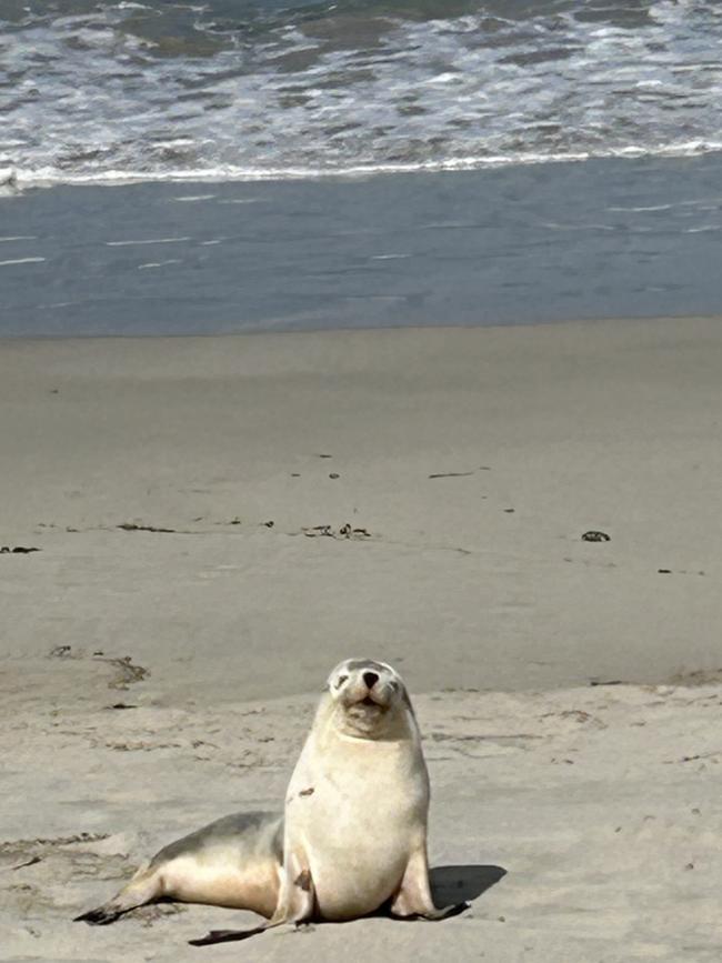 Seal Bay, home to the largest sea-lion colony on Kangaroo Island.