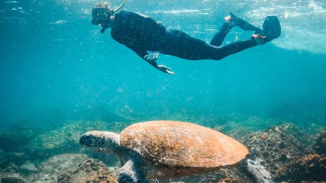 Swimming with turtles at Mudjimba.