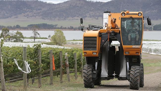 GRAPE HARVESTER