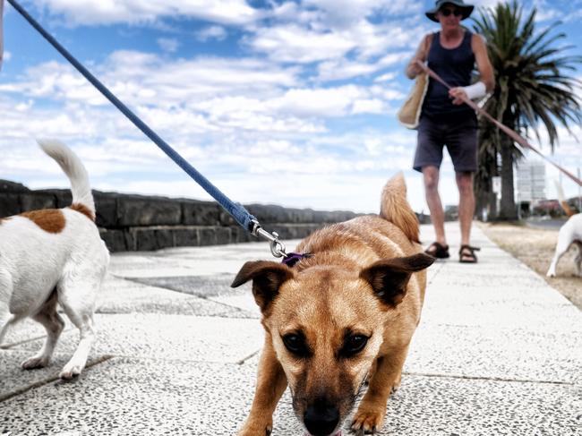 MELBOURNE, AUSTRALIA - NewsWire Photos JANUARY 1, 2022: People take to the beach with their pet dogs during a hot weather day in MelbournePicture: NCA NewsWire / Luis Enrique Ascui