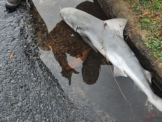 Motorists driving in North Mackay on Tuesday July 5 at 6.15am spotted a shark on the corner of Hamilton and Grendon Streets. Picture: Facebook