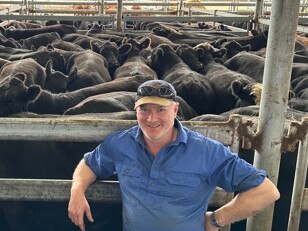 Damien Wines, Windy View Farming from Cooriemungle sold 83 grown steers at Mortlake to make 322-400c/kg, 470-509kg, $1513-$2027. Picture: Supplied