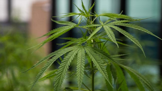 Cannabis plants grow in an indoor planting area of the Medicinal Cannabis Research Institute at Rangsit University. (PHOTO BY LAUREN DECICCA/GETTY IMAGES)