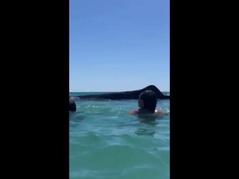 Massive whale comes incredibly close to Perth swimmers