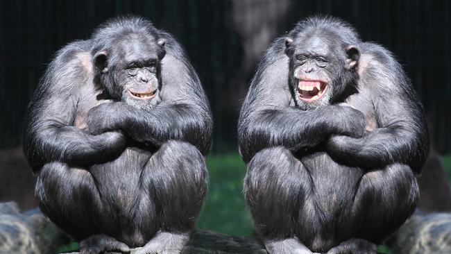 Funny bone: laughter may be universal among primates