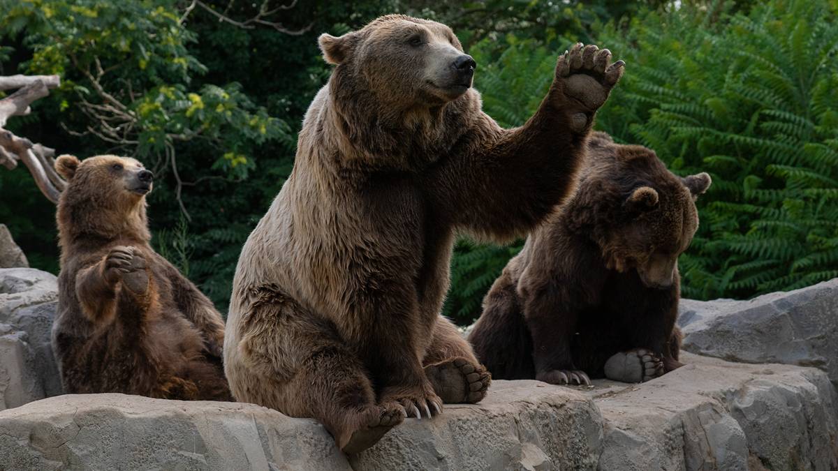 The company believes Great Bear's copper and gold potential has been overlooked in the past in favour of uranium. Pic: Getty Images.