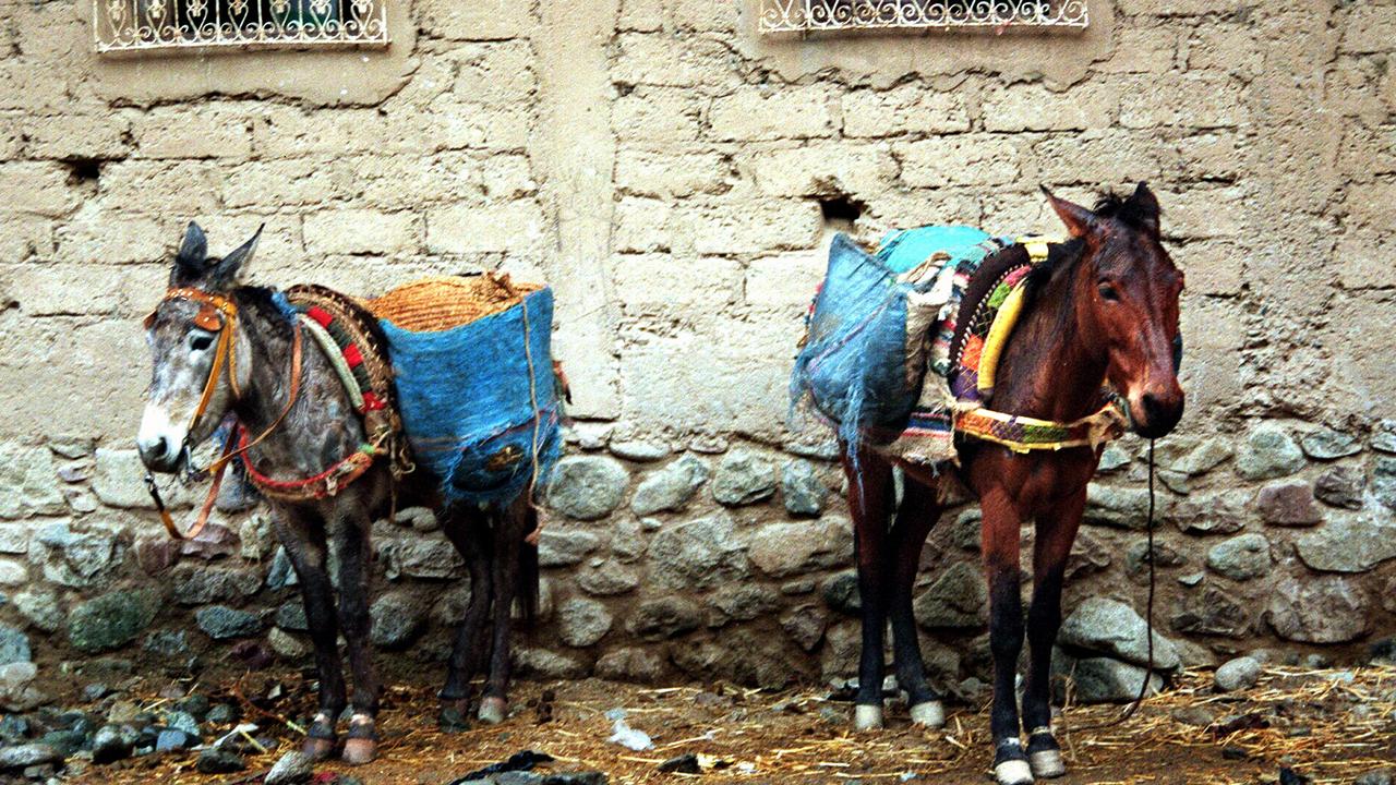 Marrakech: Jarjeer Mule and Donkey Refuge helping beasts of burden | The  Australian