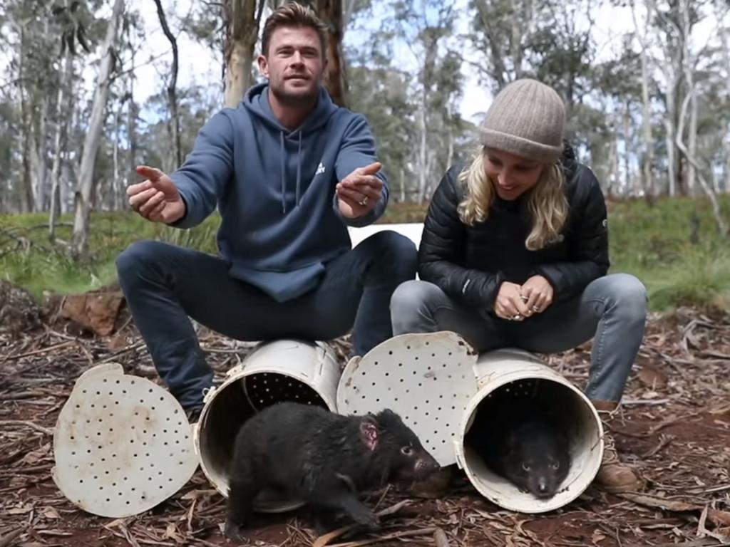 Chris Hemsworth and Elsa Pataky assist with the release of Tasmanian devils in Barrington Tops National Park. Picture: Aussie Ark