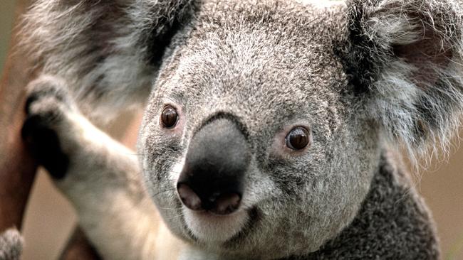 Today is Wild Koala Day. 