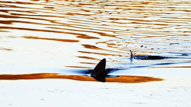 What appears to be a shark spotted in Lake Cathie in August. Picture Brett Dolsen.