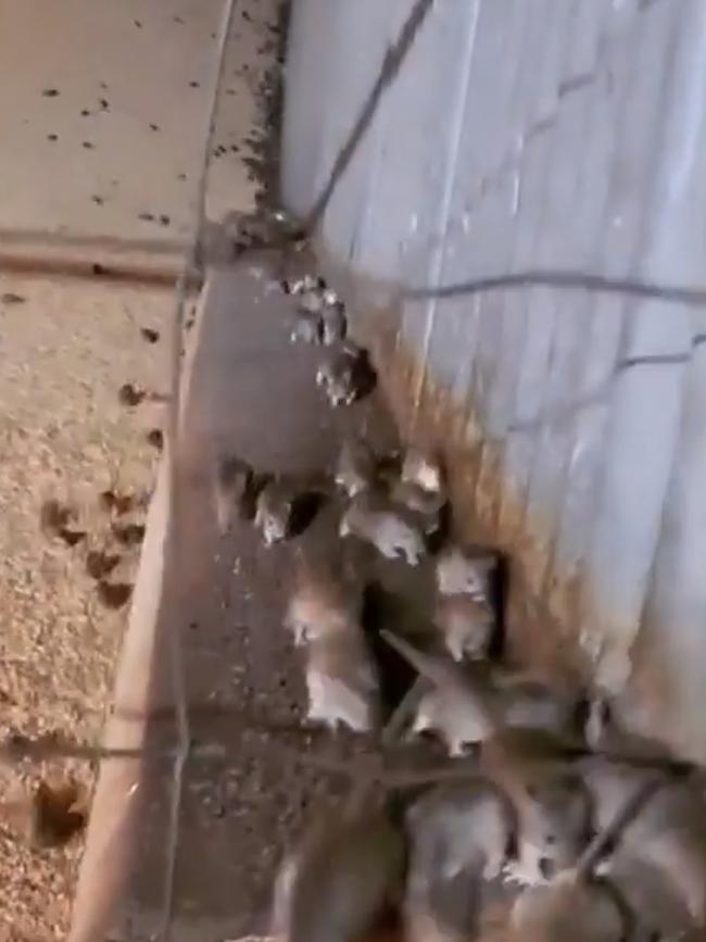 Lochie Roberts films mice running through one of his grain storage sheds.