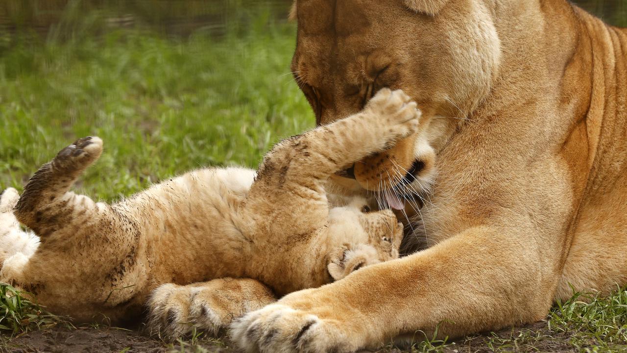 7 week-old Lion cub Roc with mum Chitwa at the Mogo Wildlife Park. Picture: Jonathan Ng