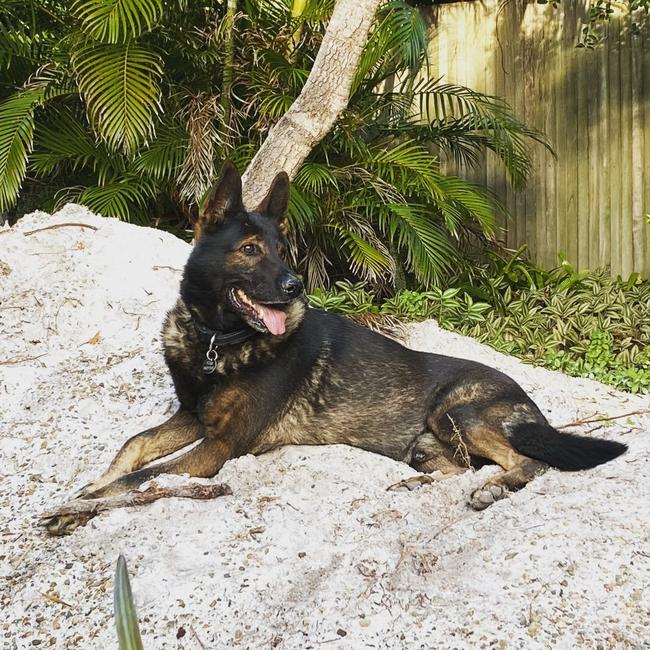 Ajax passed away at the age of 10. Picture: Queensland Police Service.