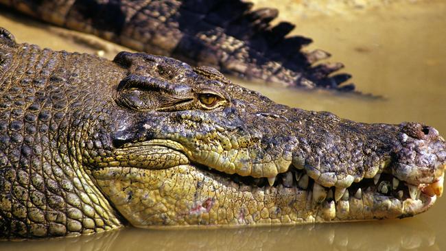 crocodile istock image for croc cull story