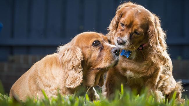 Pets of all ages, like these elderly sisters Holly and Lacey, need adoption into loving homes. Picture: Eugene Hyland