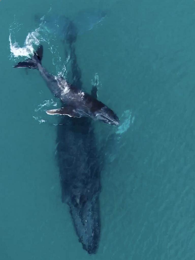 Another video showed a whale calf resting on its mother’s back. Picture: Instagram.