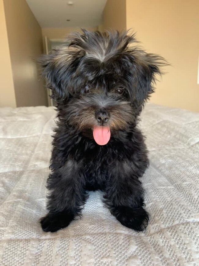 Hi I am Eddy! I live in Carrara and I love to make friends with everyone I meet. Going for walks is my favourite thing because I love meeting other fur babies