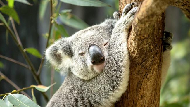 "Jordan" at Daisy Hill Koala Centre taking a snooze. (AAP Image/Richard Walker)