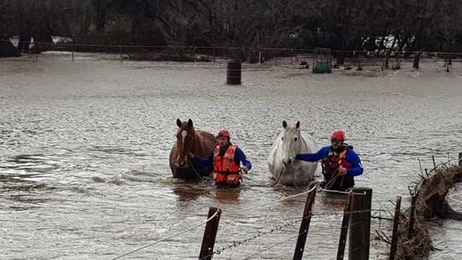 According to the SES, a large proportion of rescues have been farm animals. Picture: NSW SES via NCA NewsWire