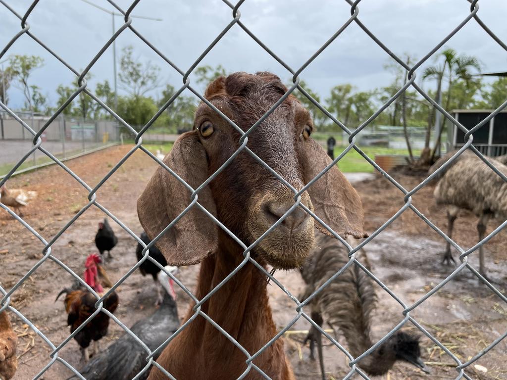 Gary the goat, who only has half a tongue, is one of Elliot's friends but is sick of his desperation. Picture: Floss Adams.