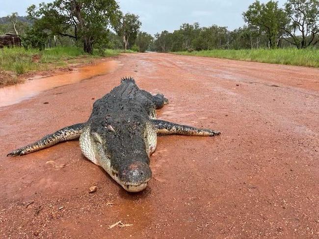 A 4.5m crocodile was shot by Traditional Owners in Gunbalanya. Picture: Dan McLaren