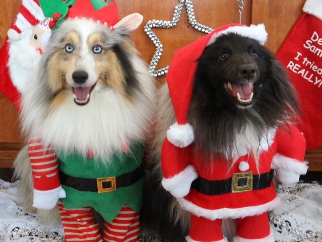 Mooroolbark’s Harlow and Indiana are ready to deliver gifts around the world. Picture: Angie Trueman