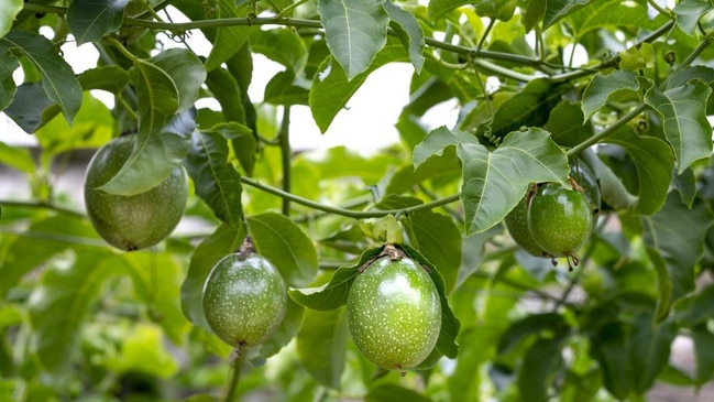 No passion fruit trees were harmed in the making of the above funny line.