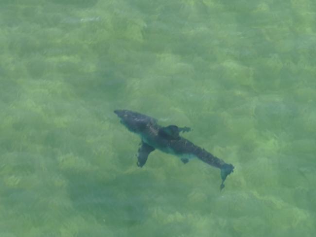 According to the Dorsal App, there have been 12 “shark encounters” off Sydney in the past 30 days. Picture: Supplied