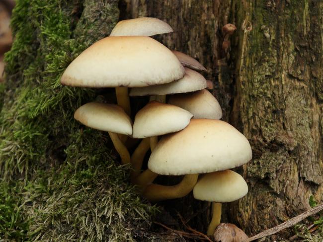 Psilocybe cubensis is a species of psychedelic mushroom, commonly called shrooms, magic mushrooms, golden tops, cubes, or gold caps.
