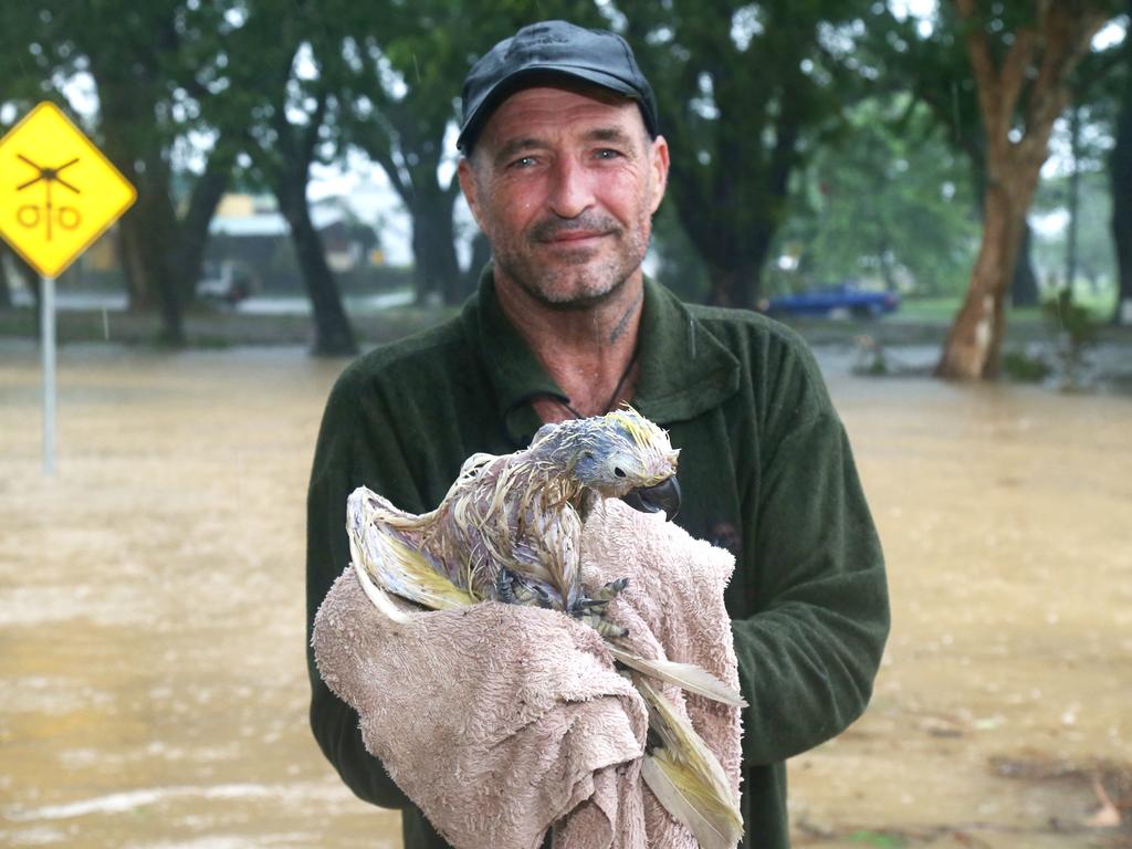 Mick Burford of Mossman rescues a cockatoo injured by strong winds. Picture: Peter Carruthers